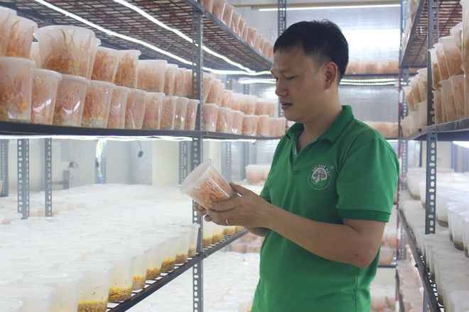 Nguyễn Văn Minh Ý kiểm tra nấm đông trùng hạ thảo trồng trong phòng lạnh. Ảnh: QUANG VIÊN