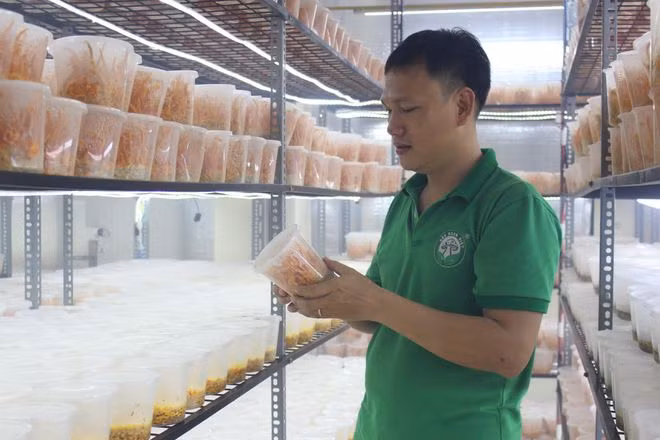 Nguyễn Văn Minh Ý kiểm tra nấm đông trùng hạ thảo trồng trong phòng lạnh. Ảnh: QUANG VIÊN