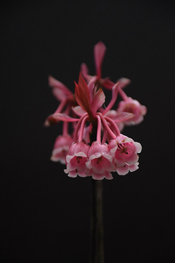 Những bông hoa là những chiếc chuông nhỏ báo hiệu mùa xuân về. 