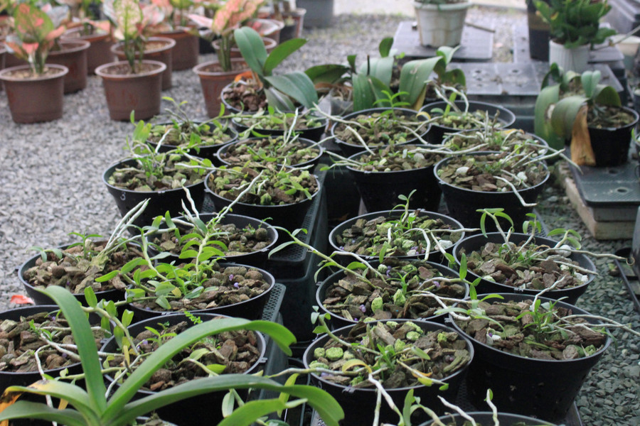 Đất trồng dành cho hoa còn có các giá thể như đá Perlite, Pumice giúp đất tơi xốp, thoáng khí, thoát nước tốt vào mùa mưa, giữ nước vào mùa khô. Do đó, hoa sẽ ra nhiều và có màu đẹp hơn. Đất trồng dành cho hoa còn có các giá thể như đá Perlite, Pumice giúp đất tơi xốp, thoáng khí, thoát nước tốt vào mùa mưa, giữ nước vào mùa khô. Do đó, hoa sẽ ra nhiều và có màu đẹp hơn.