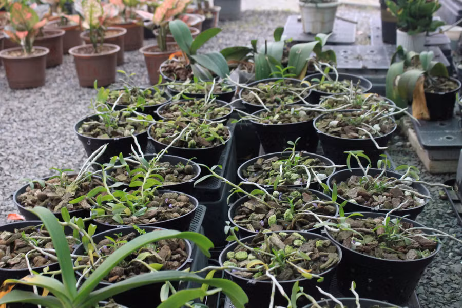 Đất trồng dành cho hoa còn có các giá thể như đá Perlite, Pumice giúp đất tơi xốp, thoáng khí, thoát nước tốt vào mùa mưa, giữ nước vào mùa khô. Do đó, hoa sẽ ra nhiều và có màu đẹp hơn.