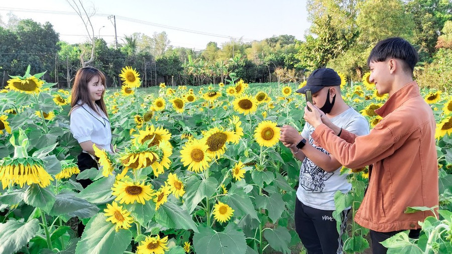 Bạn nữ e ấp bên những đóa hoa vàng rực - ẢNH: HOÀNG TRUNG