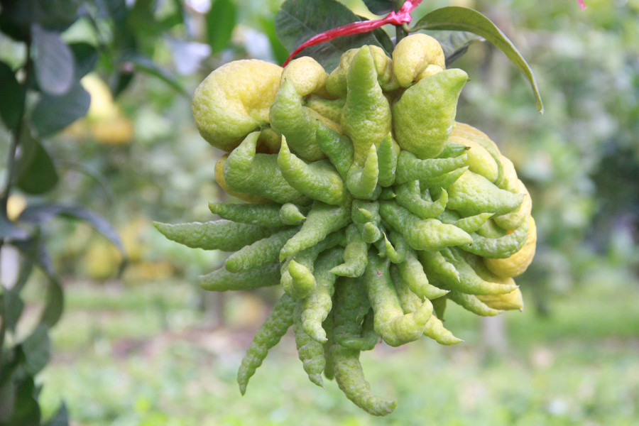 Những quả đạt chuẩn như thế này không nhiều, nên thường được đặt trước bởi các khách quen. Những quả được đăt trước sẽ buộc nơ đánh dấu đợi đến đúng ngày thì giao cho khách. Khi thương lái đến vườn cắt phật thủ, chỉ được cắt quả nhỏ và phải để lại những quả đã đánh dấu.