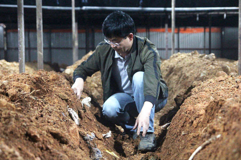 Trồng thành công nấm Phục Linh tại trang trại nấm Đạ Sar (huyện Lạc Dương, tỉnh Lâm Đồng) mở ra hướng phát triển một loại dược liệu quý