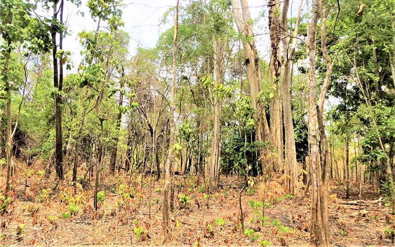  Tuy nhiên, vào mùa khô hạn rừng khộp rụng lá và nhiều loài cây cỏ là thức ăn của voi cũng khô cháy khiến đàn voi rừng tìm đến các nương rẫy của người dân để tìm kiếm thức ăn, phá hoại hoa màu.