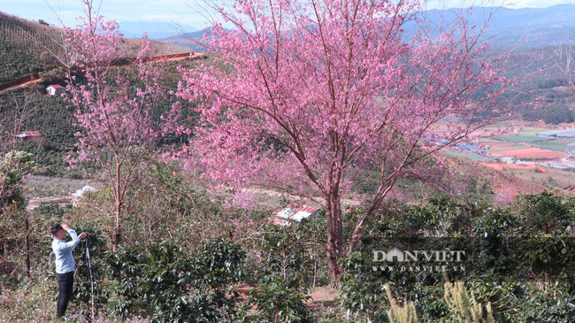 Anh Hoàng Quân (người đến chụp ảnh lưu niệm) cho biết: 