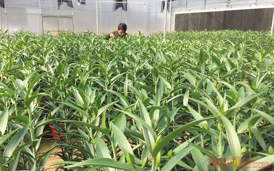  Cây hoa ly giống nhập ngoại đã ra búp, chuẩn bị trổ bông.