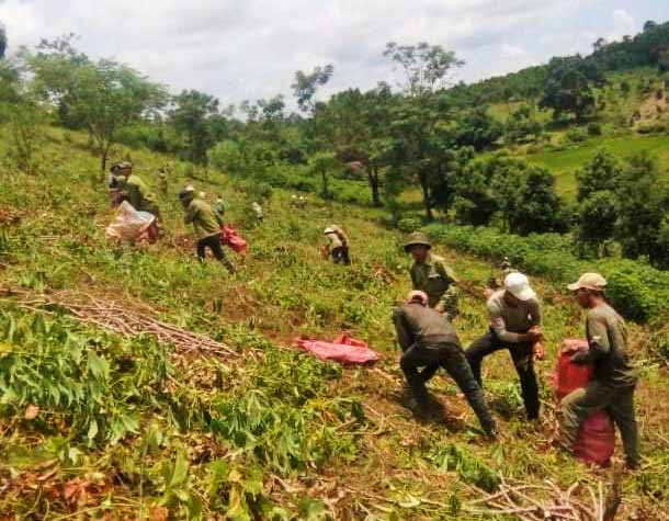 Mô hình gây quỹ trồng mì của chi đoàn làng Ktung (xã Hra).Ảnh-R'Ô Hok (2)
