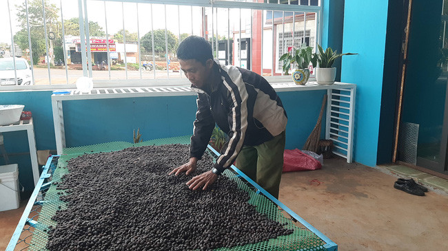 Khi thu hoạch người dân sẽ lựa những trái cà phê chín để bán, nửa còn lại bán theo giá thường. Ảnh: T.H