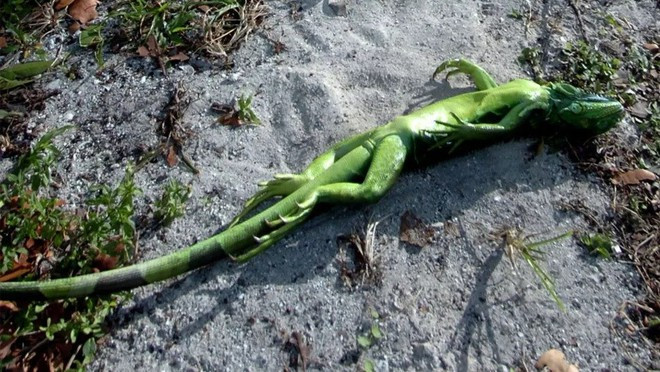 Một con rồng Nam Mỹ giả chết khi rơi xuống đất. Ảnh: CHASE STONE)