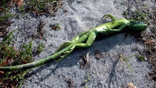 Một con rồng Nam Mỹ giả chết khi rơi xuống đất. Ảnh: CHASE STONE)