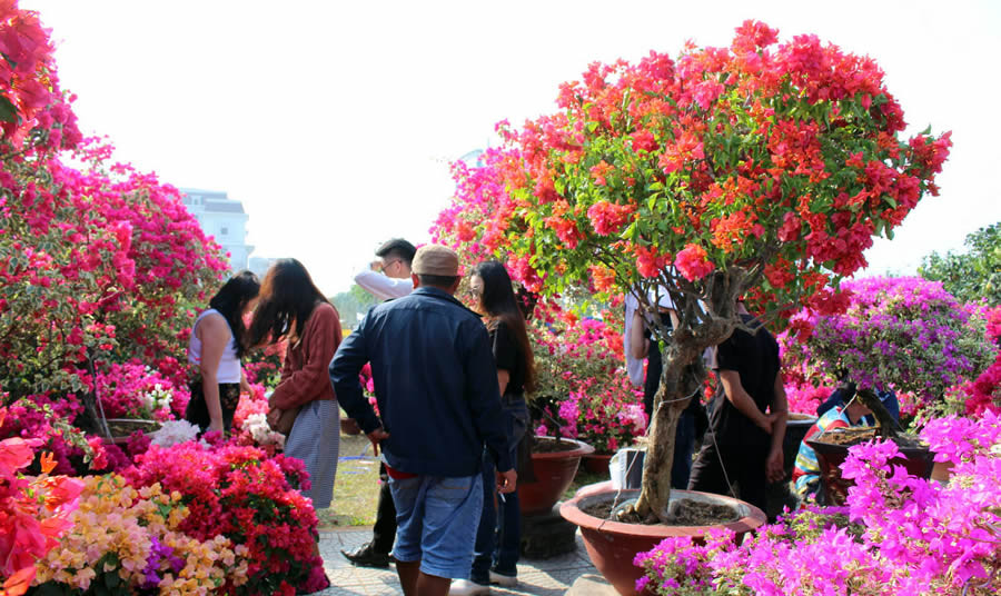 Nhiều khách tham quan bonsai hoa giấy. Nhiều khách tham quan bonsai hoa giấy.