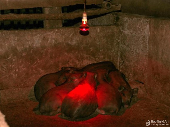 Nhiều nơi ở tỉnh Nghệ An, do nhiệt độ xuống rất thấp nên người dân phải thắp đèn sưởi cho trâu bò khỏi chết rét. Ảnh: Báo Nghệ An  Nhiều nơi ở tỉnh Nghệ An, do nhiệt độ xuống rất thấp nên người dân phải thắp đèn sưởi cho trâu bò khỏi chết rét. Ảnh: Báo Nghệ An