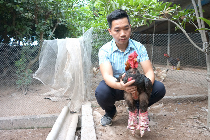 Anh Giang Tuấn Vũ là một trong những thanh niên khởi nghiệp thành công với con gà Đông Tảo tại quê hương Khoái Châu nhờ áp dụng công nghệ 4.0 trong quảng bá tiêu thụ. Ảnh: Hoàng Dân.
