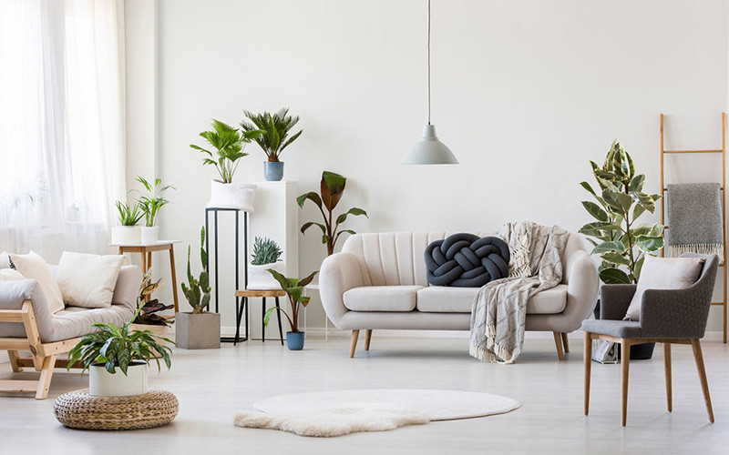 Nói chung, bạn có thể đặt tất cả loại cây, hoa mang ý nghĩa may mắn, cầu tài lộc ở trong phòng khách. (Ảnh minh họa)