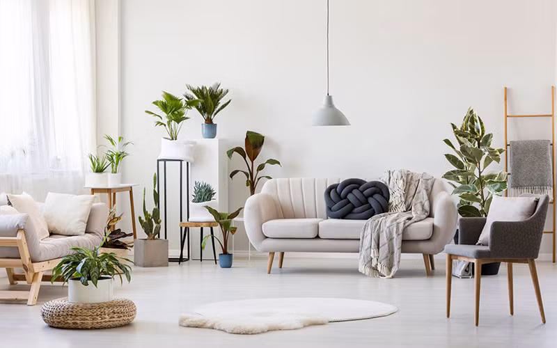 Nói chung, bạn có thể đặt tất cả loại cây, hoa mang ý nghĩa may mắn, cầu tài lộc ở trong phòng khách. (Ảnh minh họa)