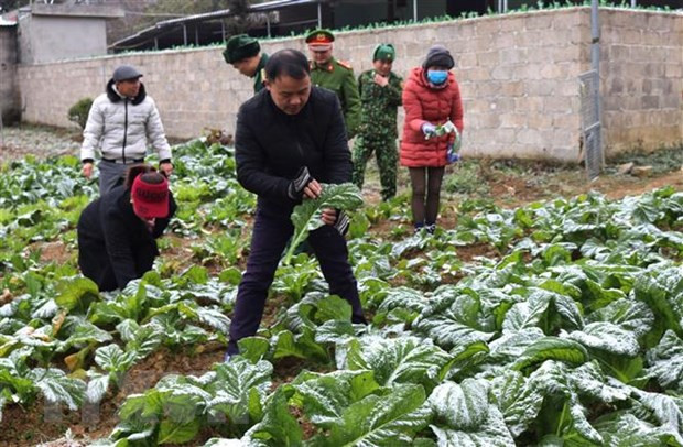 Băng tuyết phủ kín nhiều nơi trên Cao nguyên đá Đồng Văn (Hà Giang). (Ảnh: Minh Đức/TTXVN phát)
