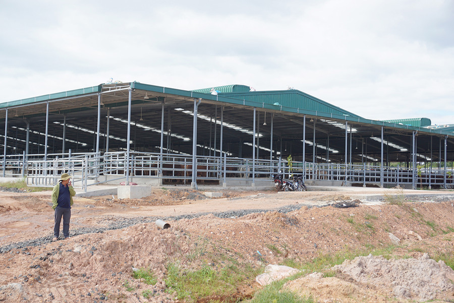  Dự án bò thịt quy mô 35.000 con đã được triển khai tại xã Ia Púch, huyện Chư Prông với tổng mức đầu tư gần 2.000 tỷ đồng. Ảnh: Lê Kiến