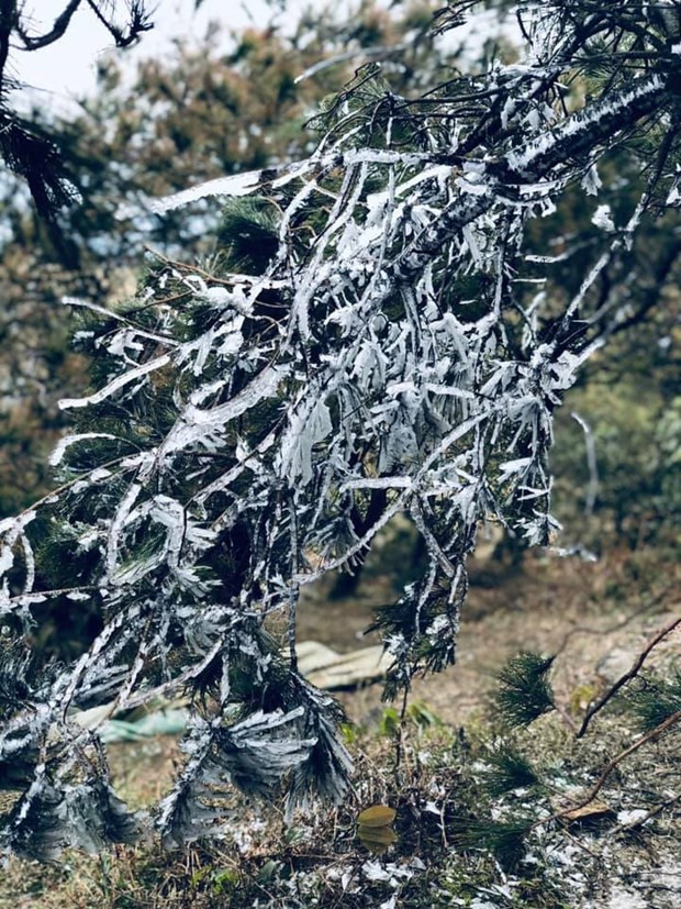 Băng tuyết phủ trắng cây trên đỉnh Mẫu Sơn. (Ảnh: Hạnh Trang)