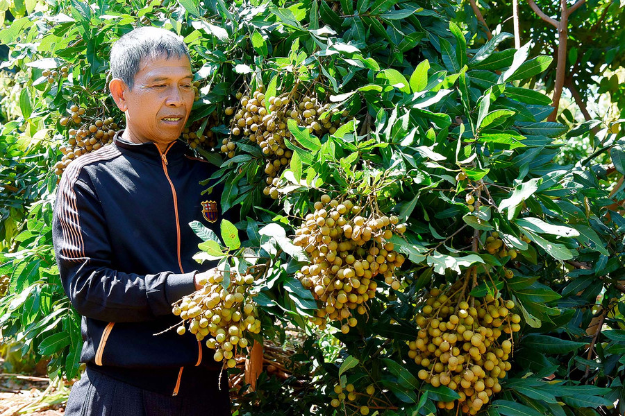 6.Ông Kê mạnh dạn áp dụng kỹ thuật cho nhãn ra trái vụ để phụ vụ trọng dịp tết sắp đến.