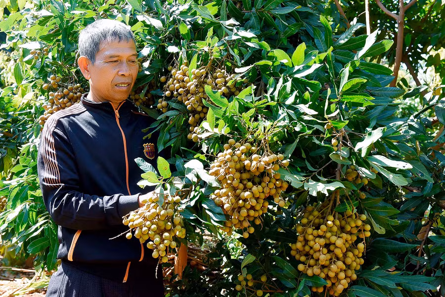 6.Ông Kê mạnh dạn áp dụng kỹ thuật cho nhãn ra trái vụ để phụ vụ trọng dịp tết sắp đến.