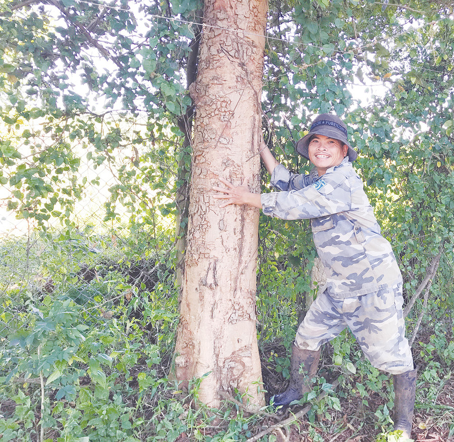 Cây căm xe có đường kính khá lớn của gia đình ông Hồ Trọng Quyền (xã Ia Ko, huyện Chư Sê). Ảnh: Quang Tấn