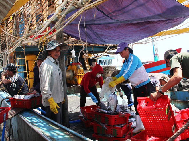 Ngư dân Quảng Nam bán cá sau chuyến biển đầu năm 2021