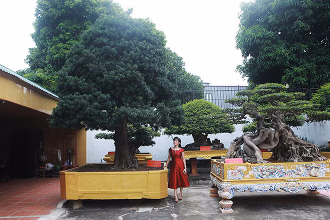  Cây tùng cổ (tùng Việt Nam) có tuổi đời khoảng 600 năm được định giá 2 triệu USD