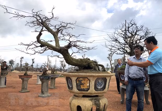 Những chậu mai trưng bày tại Hội thi thu hút đông đảo người xem. (Ảnh: Nguyên Linh/TTXVN)