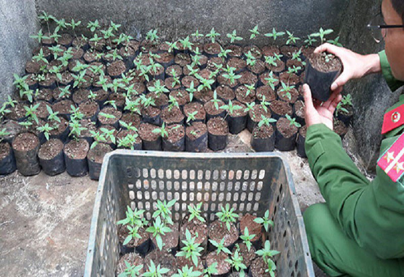 Cơ quan chức năng liên tục phát hiện nhiều vụ trồng cần sa trái phép. Ảnh: Q.MINH