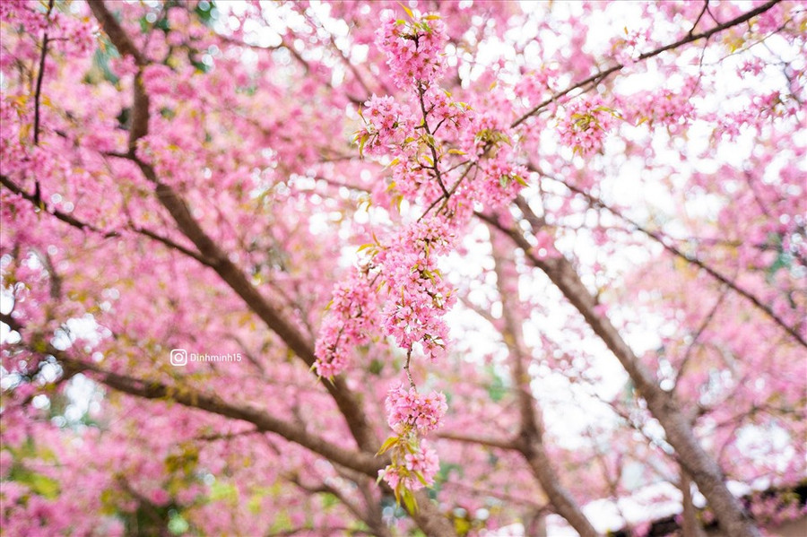 Tuy không có hương thơm quyến rũ như các loài hoa khác nhưng mai anh đào vẫn được rất nhiều người yêu thích. Tùy theo thời tiết, mai anh đào khi nở có thể kéo dài đến cả tháng. (Ảnh: Đình Minh) Tuy không có hương thơm quyến rũ như các loài hoa khác nhưng mai anh đào vẫn được rất nhiều người yêu thích. Tùy theo thời tiết, mai anh đào khi nở có thể kéo dài đến cả tháng. (Ảnh: Đình Minh)