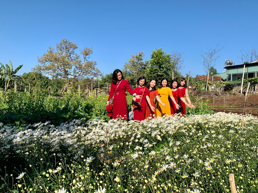 Du khách đến tham quan và chụp ảnh kỷ niệm bên vườn cúc hoạ mi. Ảnh: Phương Vi Du khách đến tham quan và chụp ảnh kỷ niệm với cúc hoạ mi-ảnh P.V