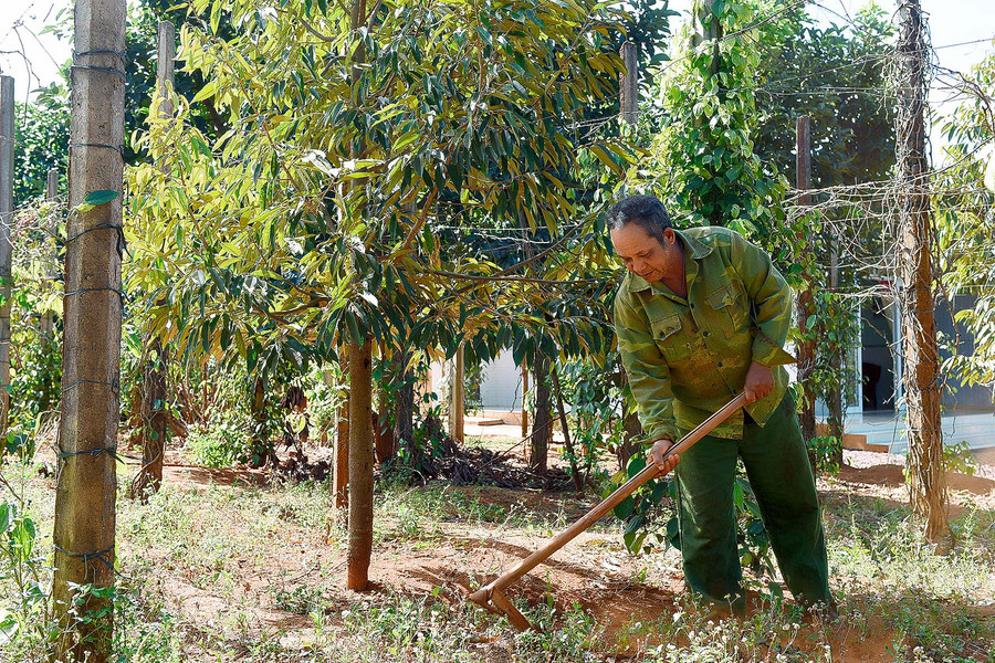 8.Dự định trong thời gian đến ông Sui Yui sẽ chuyển đổi 1 sào đất vườn tạp của gia đình sang trồng rau sạch.