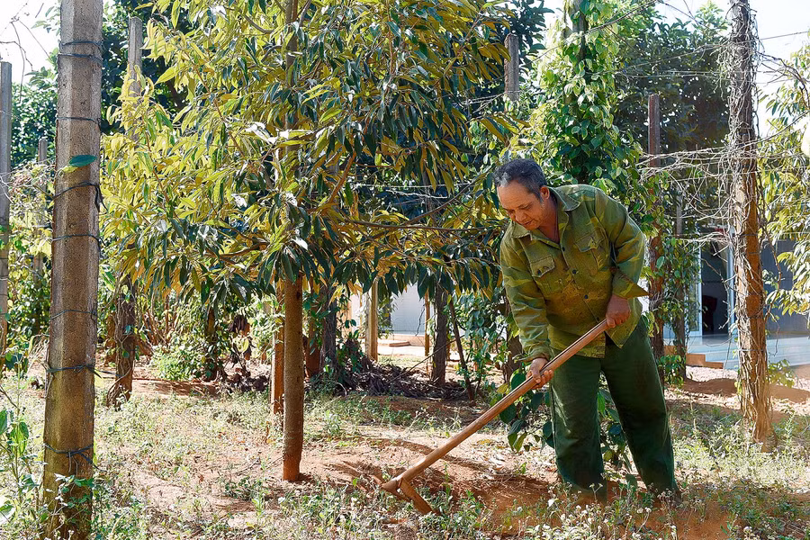 8.Dự định trong thời gian đến ông Sui Yui sẽ chuyển đổi 1 sào đất vườn tạp của gia đình sang trồng rau sạch.