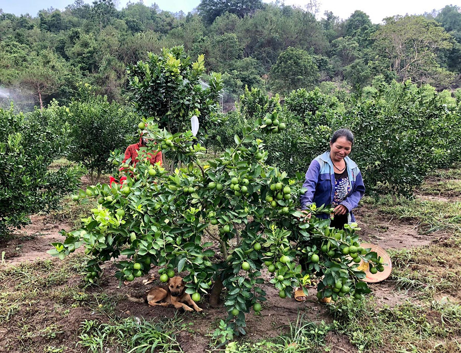 Mô hình trồng cây ăn quả trên địa bàn huyện Chư Păh. Ảnh: Lê Nam  Mô hình trồng cây ăn quả trên địa bàn huyện Chư Păh. Ảnh: Lê Nam