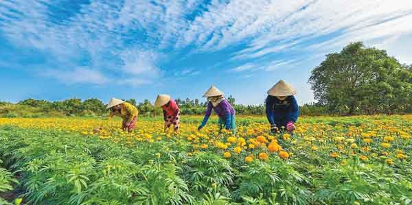 Cánh đồng hoa vạn thọ. Ảnh: K.N.B