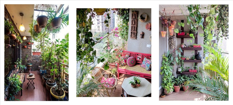 Một vài cây xanh luôn là gợi ý đáng thử cho ban công. Đồ họa: Bảo Trân