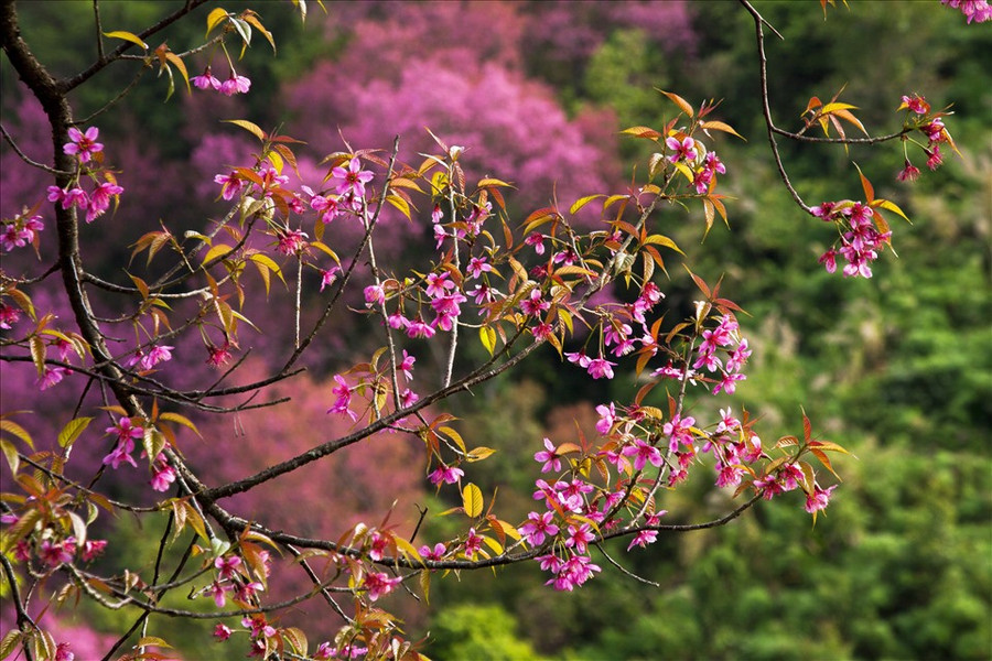 Hoa Tớ Dày đỏ thắm những cánh rừng La Pán Tẩn.