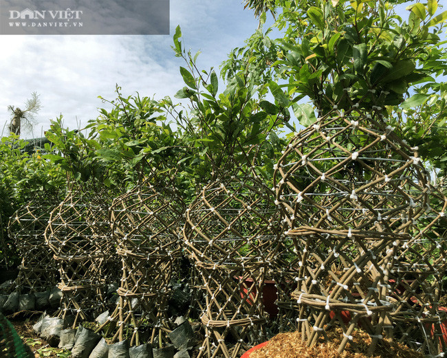  Những chiếc lộc bình mai mang ý nghĩa sung túc, may mắn, sẽ là loại cây cảnh trưng tết được ưa chuộng ở dịp Tết Tân Sửu 2021. Ảnh: M.A.