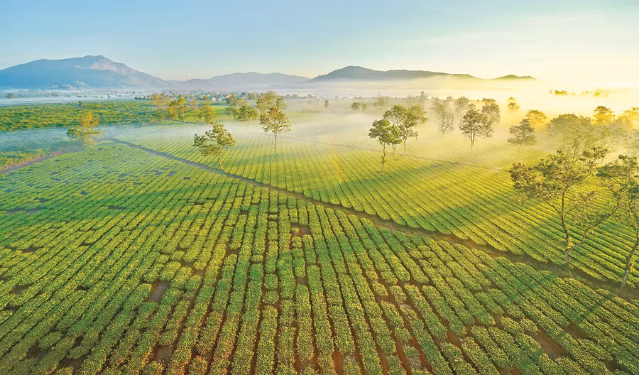  Đồi chè xã Nghĩa Hưng (huyện Chư Păh). Ảnh: Phạm Quý