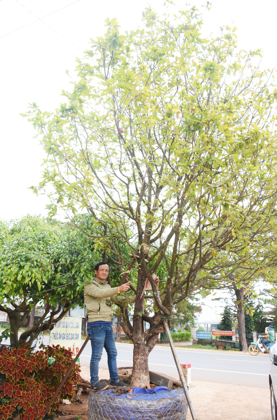 Anh Trần Thanh Hà bên cạnh cây mại rừng khủng mà anh cho rằng có giá hơn 85 triệu đồng