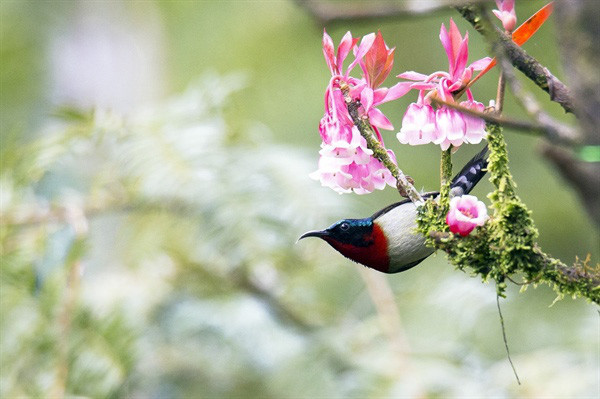 Rất nhiều loài chim cũng thích đến với đào chuông