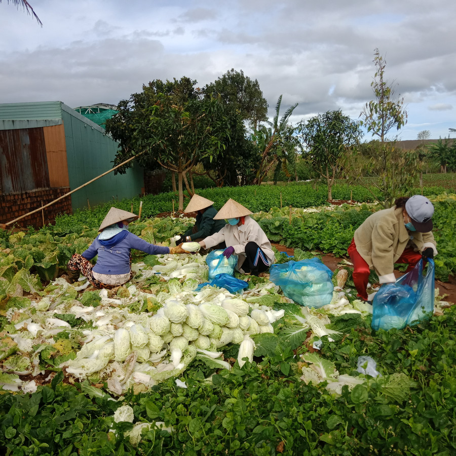 Gia đình ông Nguyễn Văn Huyền (tổ 3, phường Thống Nhất, TP. Pleiku) thu hoạch cải thảo. Ảnh: Đ.P