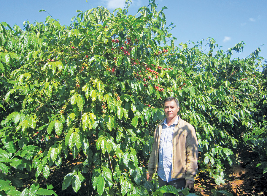 Anh Cù Quốc Hùng bên vườn cà phê đạt năng suất 40 tấn quả tươi/ha. Ảnh: Ngọc Tấn