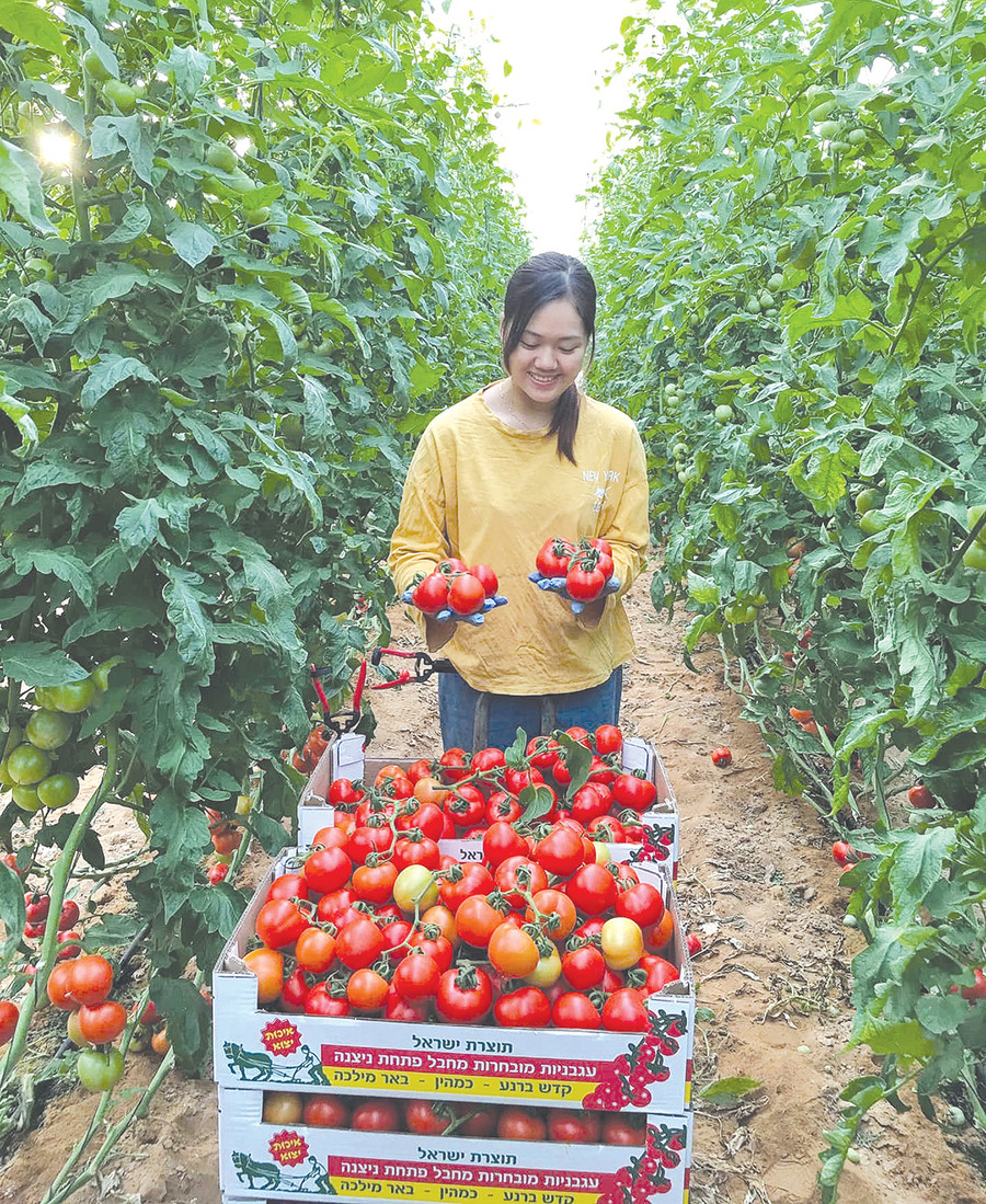 Quá trình học tập và làm việc tại Israel giúp Trần Thị Thúy An tích lũy kinh nghiệm, tri thức và mong muốn trở về đóng góp cho đất nước (ảnh nhân vật cung cấp). Quá trình học tập và làm việc tại Israel giúp Trần Thị Thúy An tích lũy kinh nghiệm, tri thức và mong muốn trở về đóng góp cho đất nước (ảnh nhân vật cung cấp).