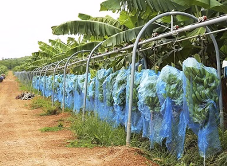 Hệ thống ròng rọc thu hoạch chuối. Ảnh TC Hệ thống ròng rọc thu hoạch chuối. Ảnh TC