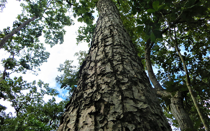 Trong rừng khộp Vườn quốc gia Yok Đôn có những cây cổ thụ hàng trăm năm tuổi, là môi trường lý tưởng cho đàn voi hoang dã cư trú.