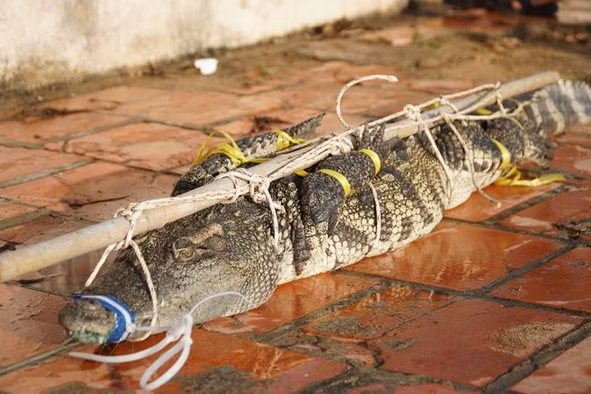 Con cá sấu bị bắt và đưa lên bờ - Ảnh: Nguyễn Long