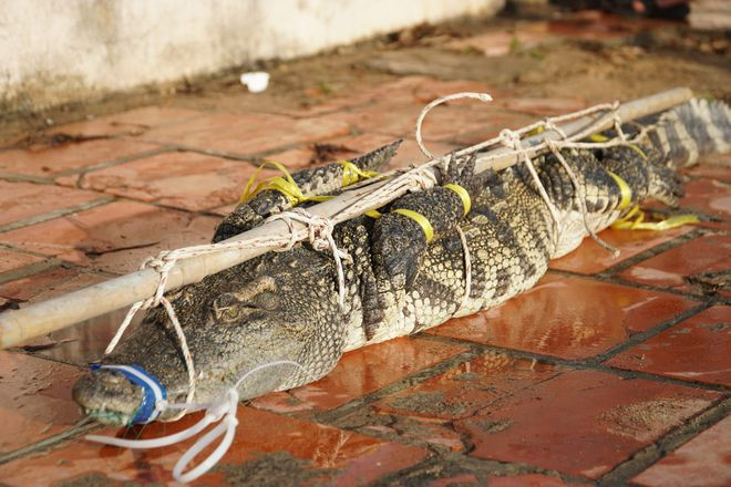 Con cá sấu bị bắt và đưa lên bờ - Ảnh: Nguyễn Long Con cá sấu bị bắt và đưa lên bờ - Ảnh: Nguyễn Long