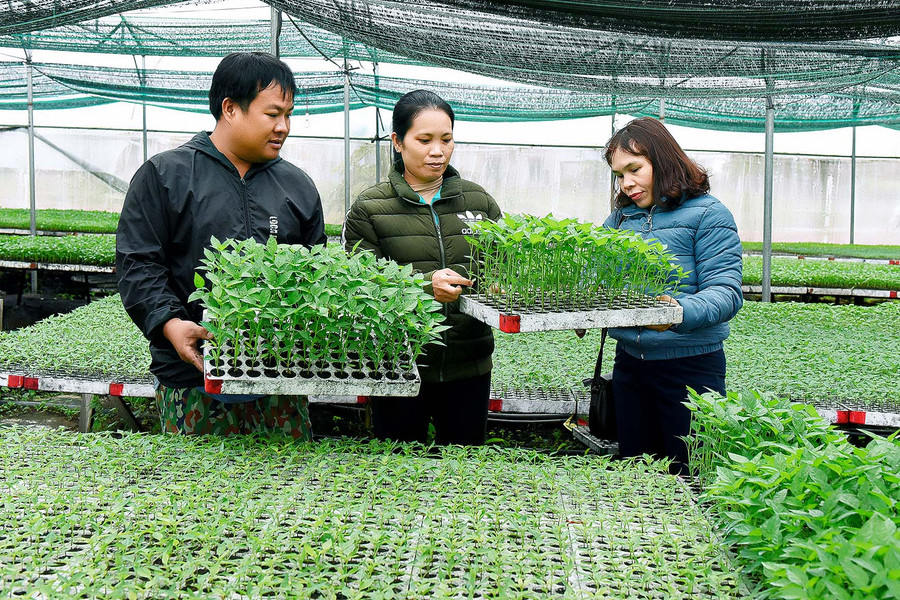 Nhờ được tham gia các lớp tập huấn khoa học kỹ thuật, gia đình anh Phạm Bình Tuyển (tổ 3, phường An Phú) đã vươn lên làm giàu từ mô hình ươm cây giống. Với 2 sào vườn ươm, bình quân mỗi năm, gia đình anh thu nhập gần 500 triệu đồng; giải quyết việc làm cho 3-5 lao động địa phương. Đây là một trong những mô hình kinh tế được Hội Nông dân thị xã An Khê lựa chọn làm điểm để nhân rộng trên địa bàn. 7.Nhờ được tham gia các lớp tập huấn khoa học kỹ thuật, gia đình anh Phạm Bình Tuyển ở tổ 3 phường An Phú thị xã An Khê, đã vươn lên làm giàu từ mô hình vườn ươm cây giống. Hiện nay với việc ươm 8000 khay giống trên diện tích 2000m2, bình quân mỗi năm cho thu nhập gần 500 triệu đồng, giải quyết việc làm cho 3-5 lao động địa phương. Đây cũng là một trong những mô hình kinh tế được Hội nông dân thị xã an khê lựa chọn làm điểm để làm cơ sở nhân rộng trên địa bàn.